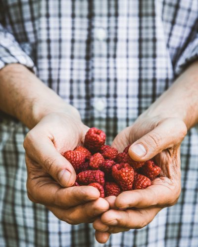 Bioobst Bauer mit frisch gepflückten Früchten Frische Bio - Beeren